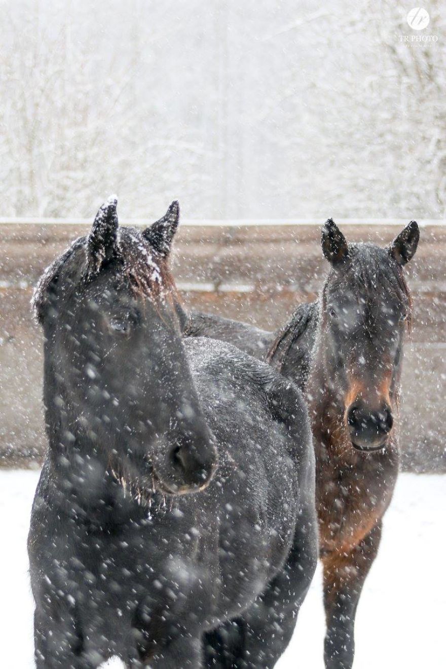 The Last Few Days I Made Of Our Horses Some Winter Pictures