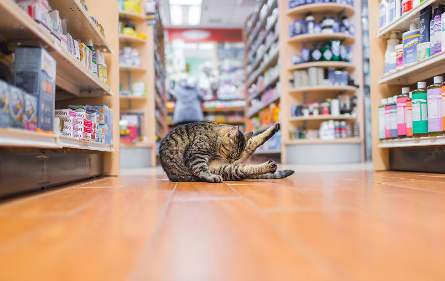 Shop Cats Of New York! Photographer Captures Cats In Shops All Over New York Shop Cats Of New York! Photographer Captures Cats In Shops All Over New York