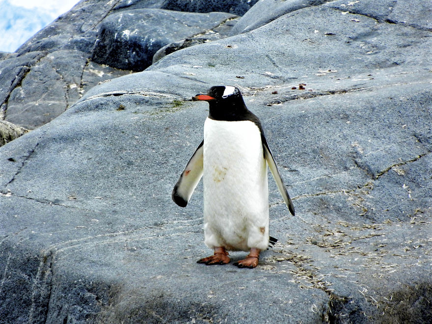 I Changed The Shapes Of Animals Into Cubes (20+ Pics)