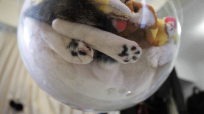 Transparent Bubble Chair That We Created For Cats
