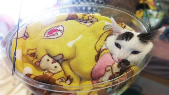 Transparent Bubble Chair That We Created For Cats