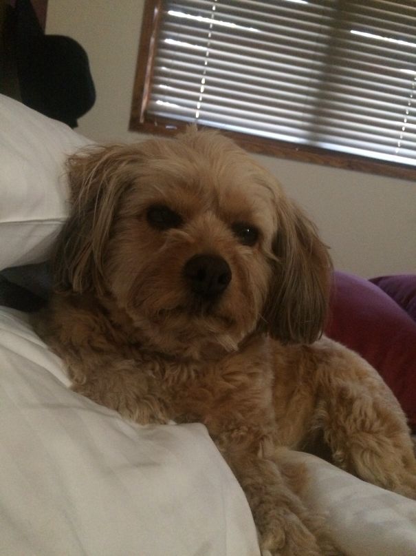 Small brown dog lying on a bed with blinds in the background, one of the angriest animals you wouldn't want to meet.