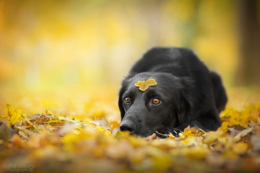 Amazing Dog Tricks By Amina -2,5 Years Old Amazing Dog Tricks By Amina -2,5 Years Old