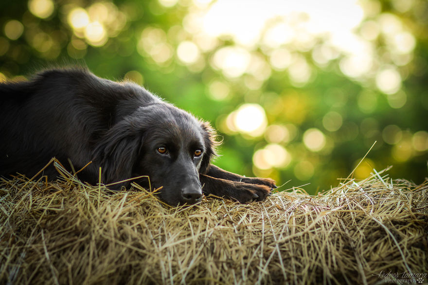 Amazing Dog Tricks By Amina -2,5 Years Old Amazing Dog Tricks By Amina -2,5 Years Old