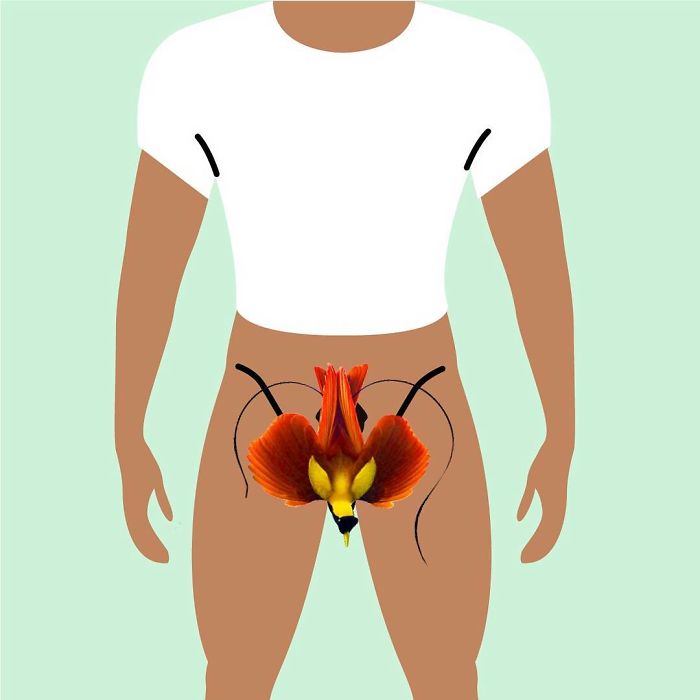 Indonesia - Burung, Alias 'Bird'