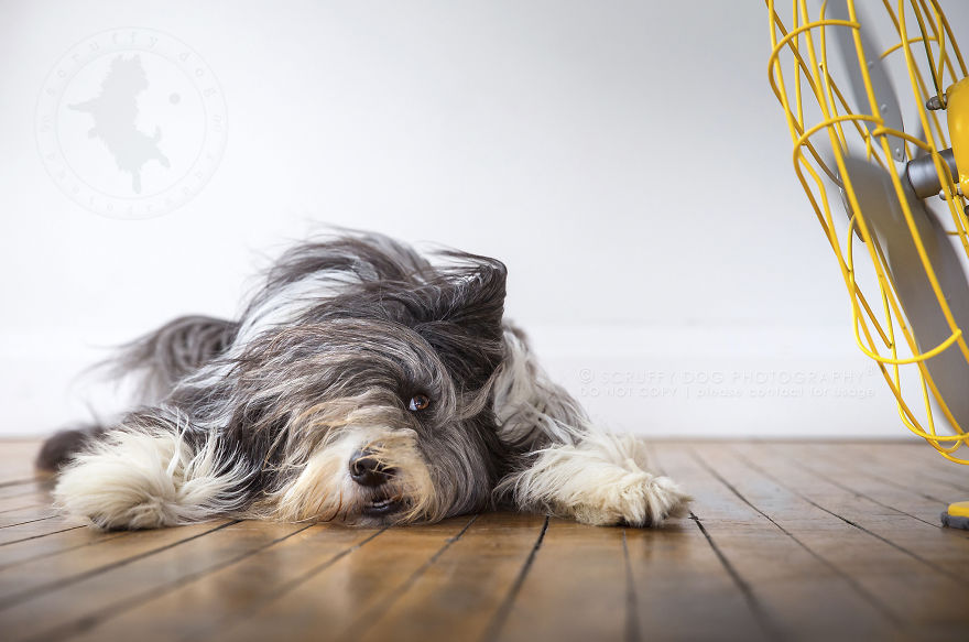 Traffic, The Bearded Collie / Border Collie Cross