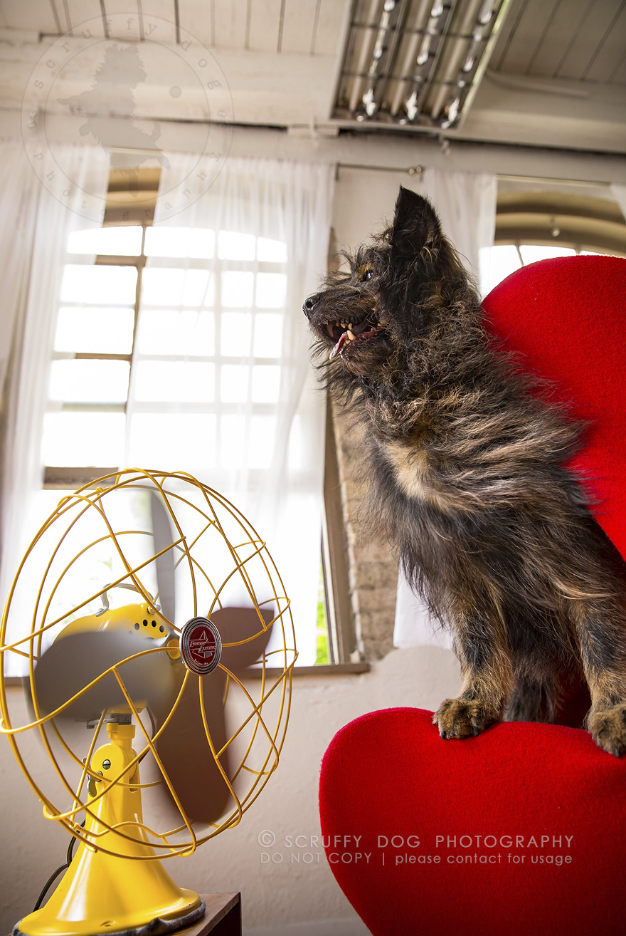 Chewy, A Rescue Dog Of Unknown Breed