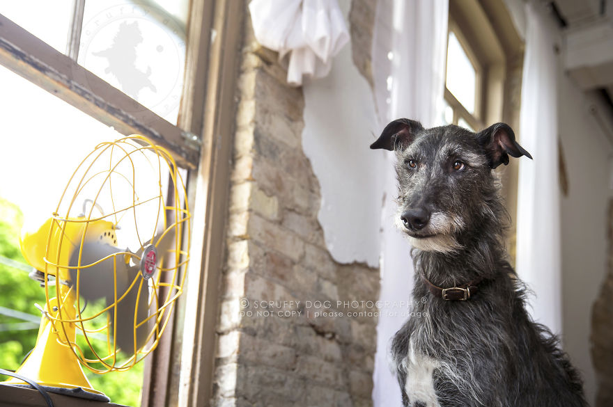 Archer, The Scottish Deerhound