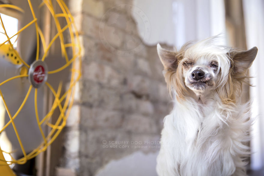 Viva, A Chinese Cressed (powderpuff)