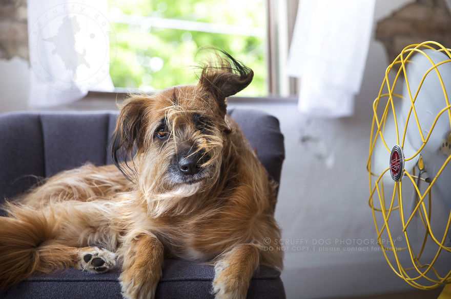 Roxy, A Rescue Of Unknown Breed