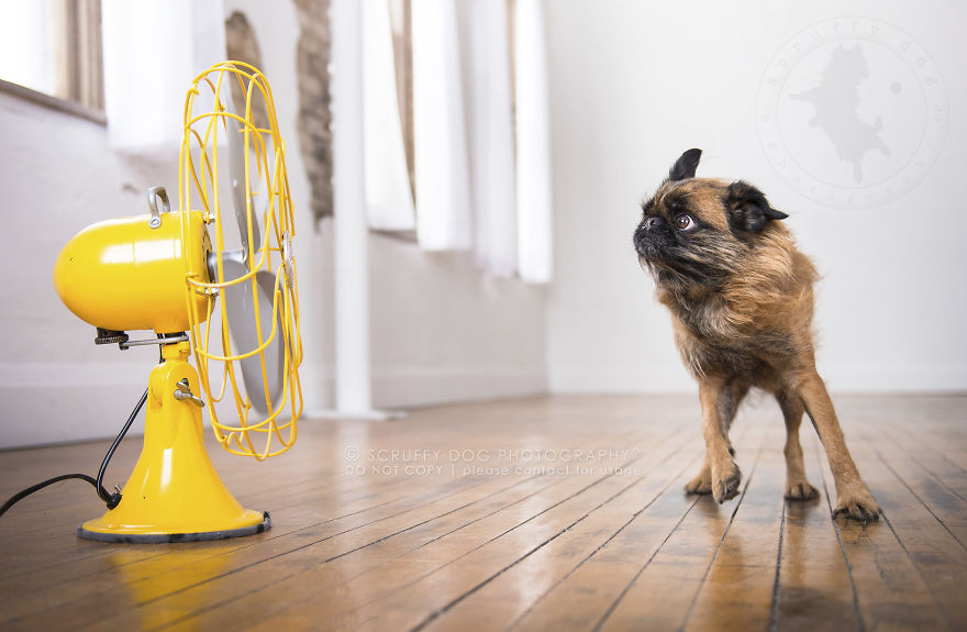 Bosco, A Brussels Griffon