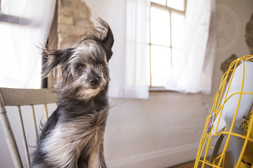 Spy, A Berger De Pyrenes