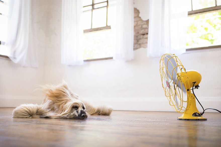 Willow, The Afghan Hound Who Could Hardly Contain Her Excitement