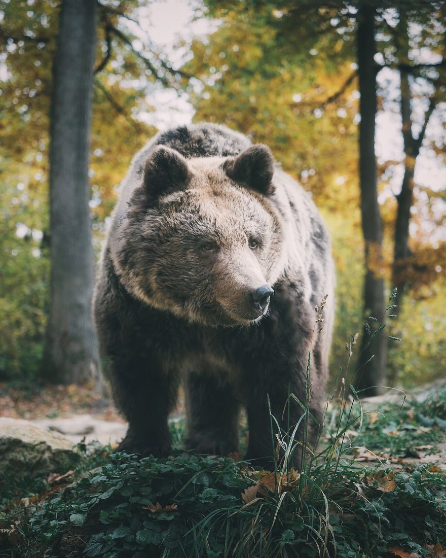 Bear Monica, Bear Sanctuary, Romania