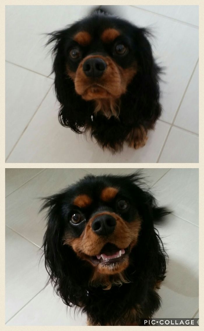 Yes, I'm A Good Boy!