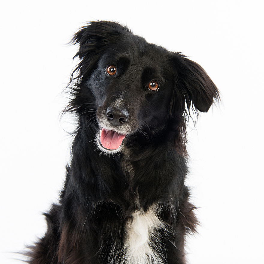 Max Was Adopted From Germiston Spca Where He Was Originally Advertised As Being A Girl (he Does Have Very Nice Hair) And Was Initially Very Withdrawn And Shy, Probably As A Result Of Having Been Abused