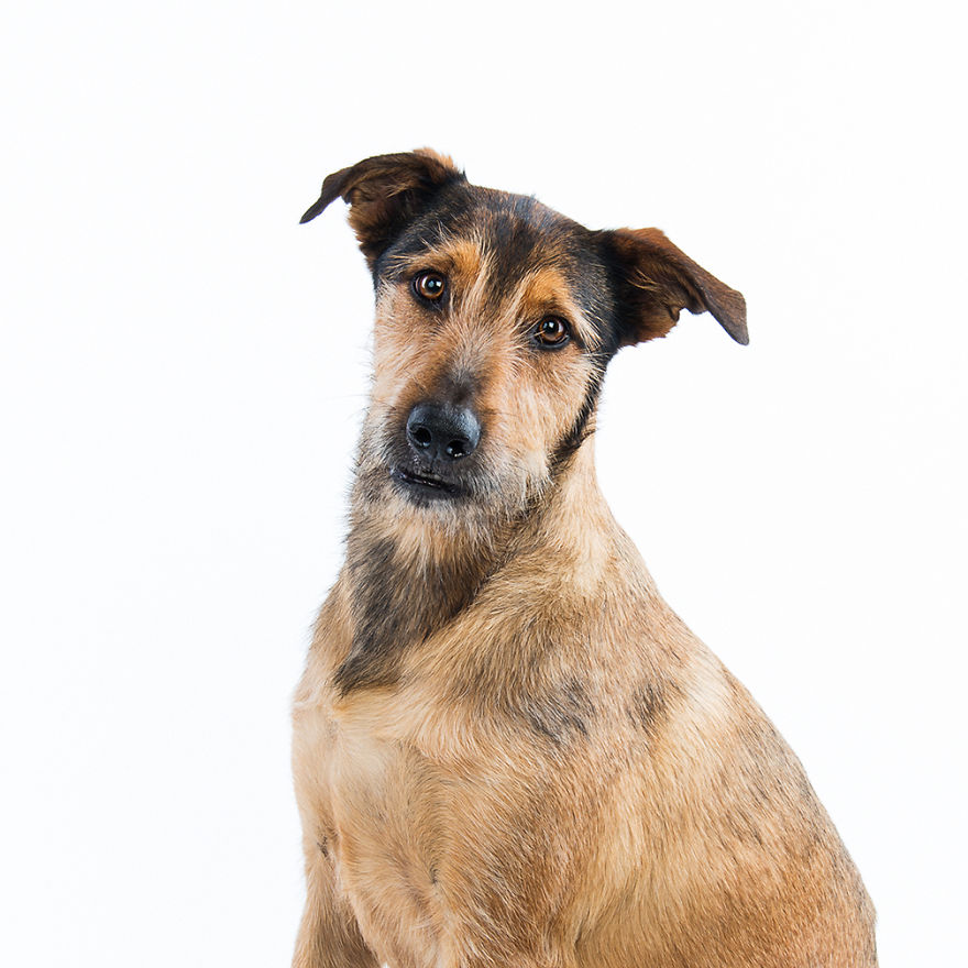 Charlie. This Guy Has The Best Beard I've Ever Seen On A Dog And The Most Beautiful Markings