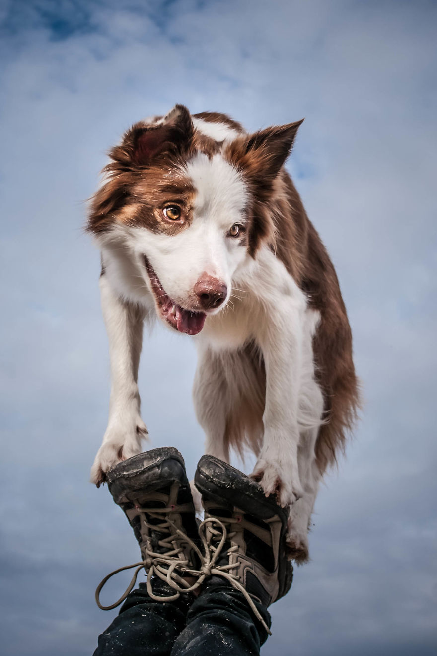I'm Passionate About Canine Action And Portrait Photography