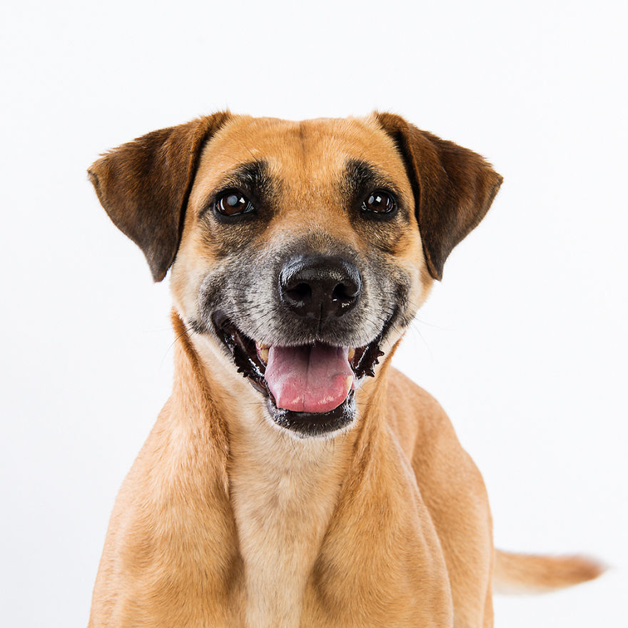 Scarlet Had A Tough Life Living In A South African Township Before She Found Her Forever Home At Around 7 Years Old