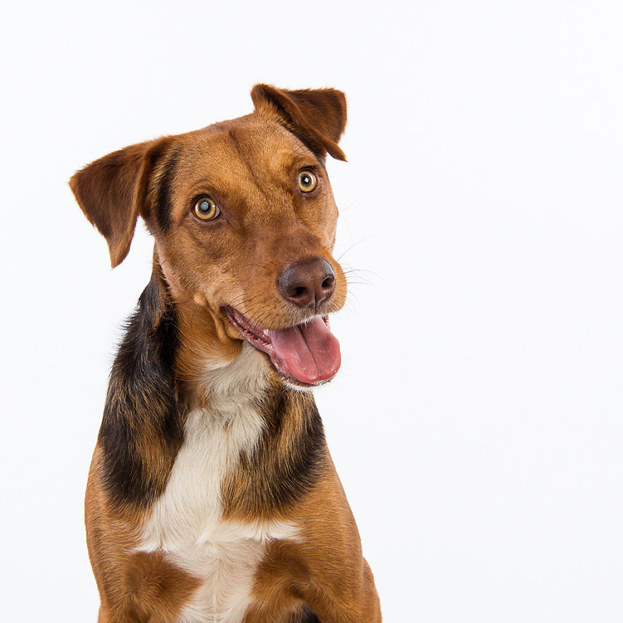 Olly, Adopted From An Spca As A Puppy And Now Best Friend To A Pit Bull Called Skalla (also Adopted)