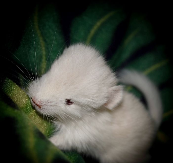 2 Day Old Goldbar Baby Chin!