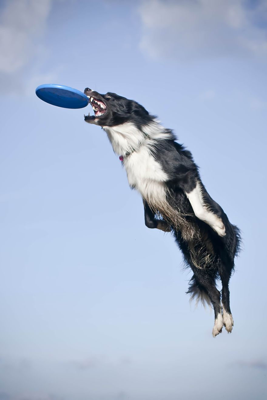 I'm Passionate About Canine Action And Portrait Photography