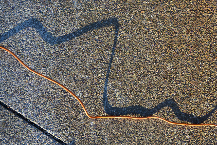 I Photograph Shadow Animals