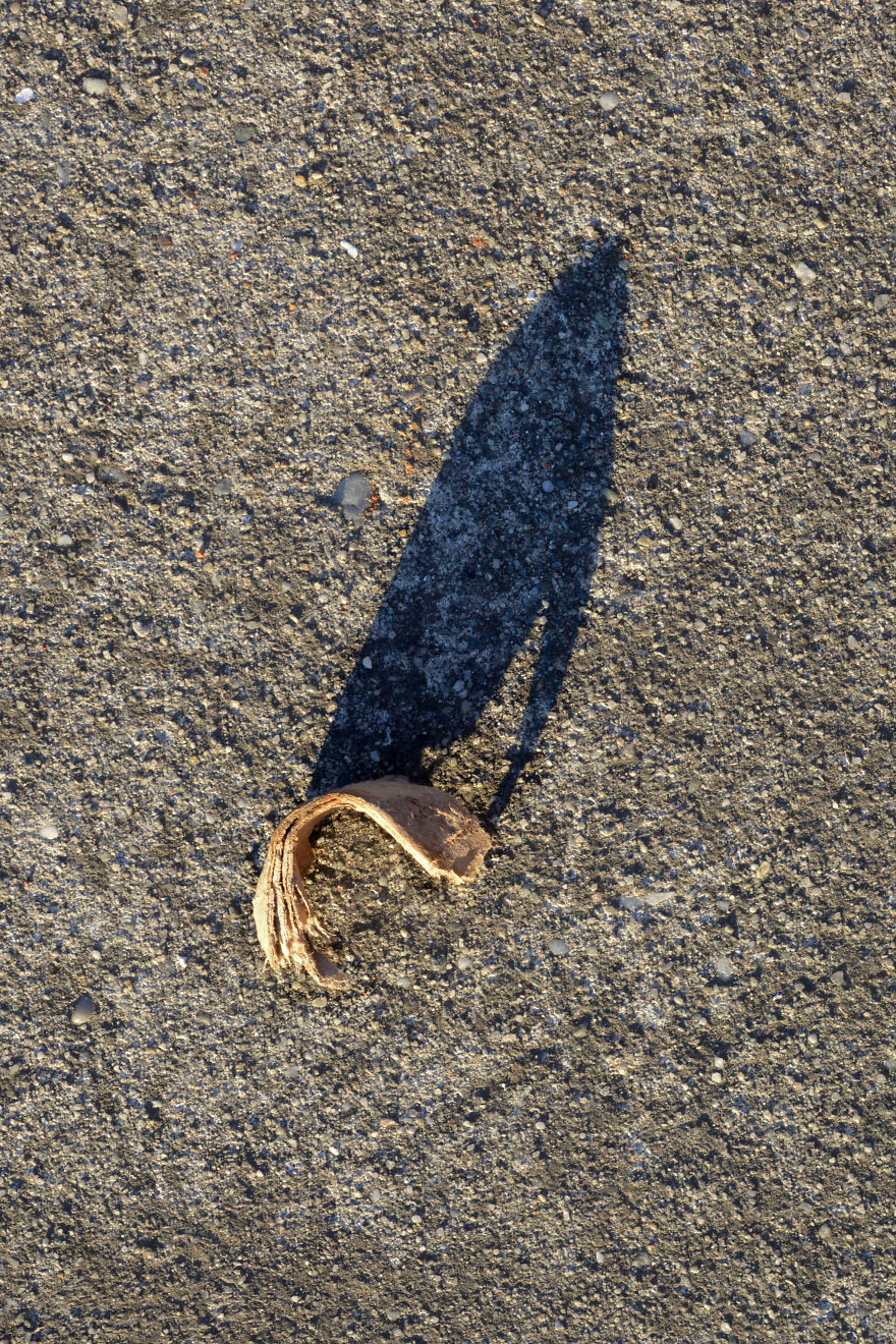 I Photograph Shadow Animals