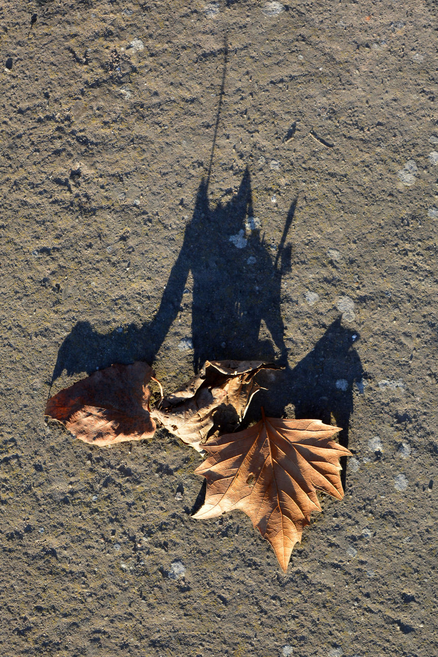 I Photograph Shadow Animals