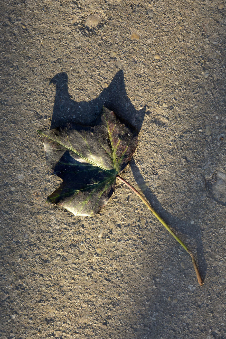 I Photograph Shadow Animals