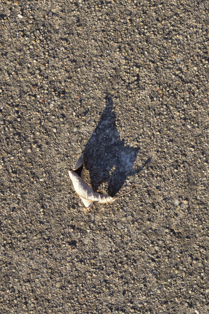 I Photograph Shadow Animals