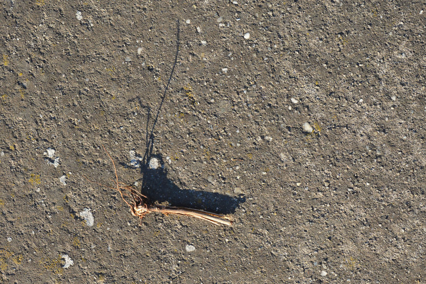 I Photograph Shadow Animals