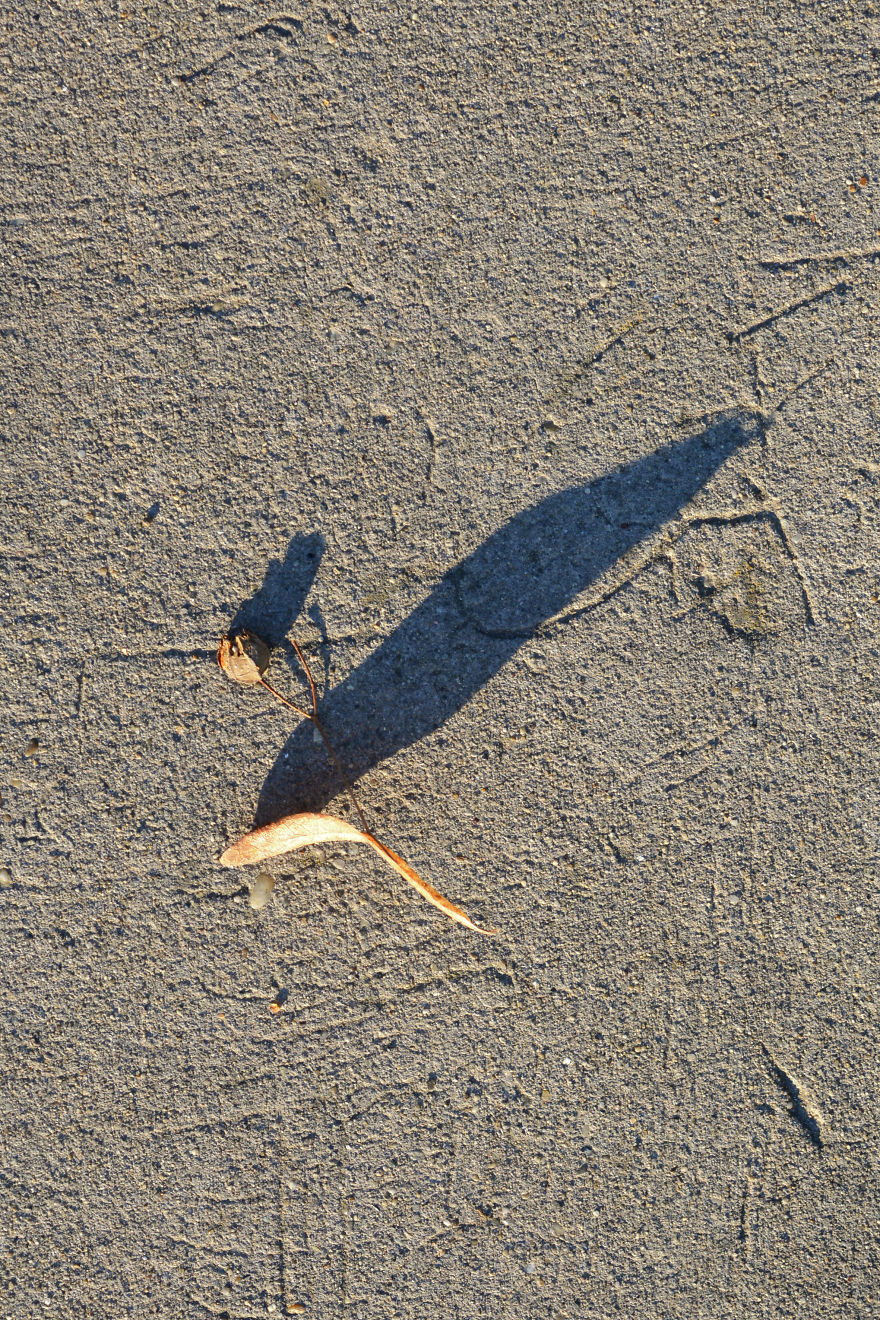 I Photograph Shadow Animals