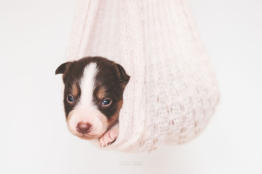 Puppies With Wings! I Repeat: Puppies With Wings! Prepare Your Heart To Be Melted