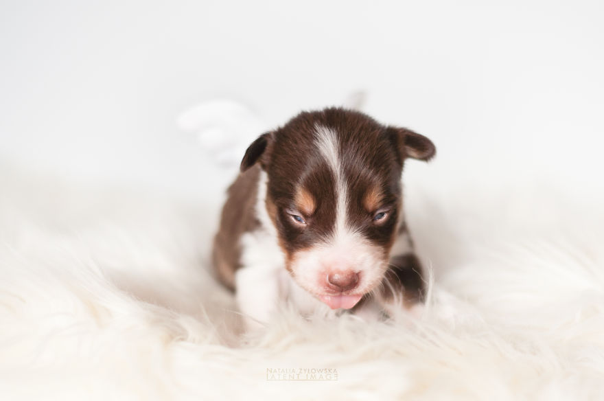 Puppies With Wings! I Repeat: Puppies With Wings! Prepare Your Heart To Be Melted