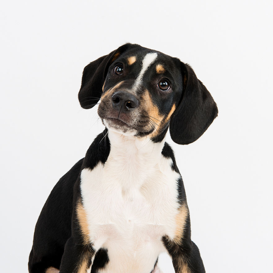 Gunter Was Adopted As A Small Puppy By His New Family Along With Another Puppy From A Different Litter Who Was Also At The Shelter Waiting For A Home (the Children Refused To Leave Without Her)