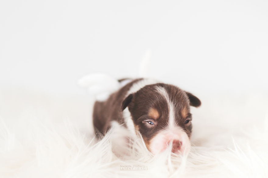 Puppies With Wings! I Repeat: Puppies With Wings! Prepare Your Heart To Be Melted Puppies With Wings! I Repeat: Puppies With Wings! Prepare Your Heart To Be Melted