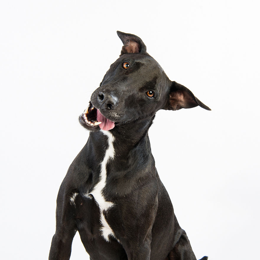 Teddy Is A Big Mommy's Boy Who Loves To Cuddle