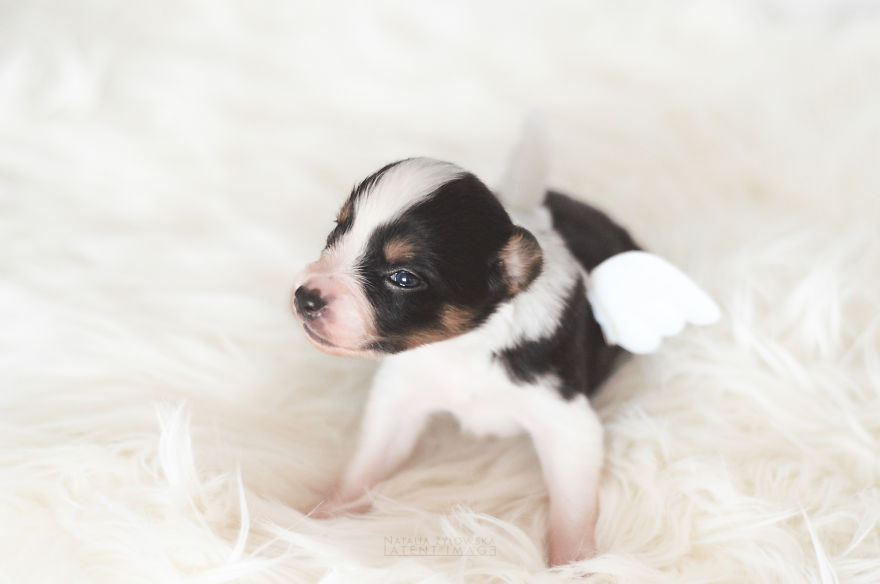 Puppies With Wings! I Repeat: Puppies With Wings! Prepare Your Heart To Be Melted