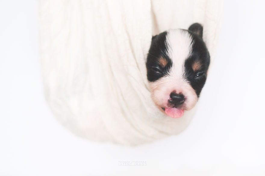 Puppies With Wings! I Repeat: Puppies With Wings! Prepare Your Heart To Be Melted Puppies With Wings! I Repeat: Puppies With Wings! Prepare Your Heart To Be Melted
