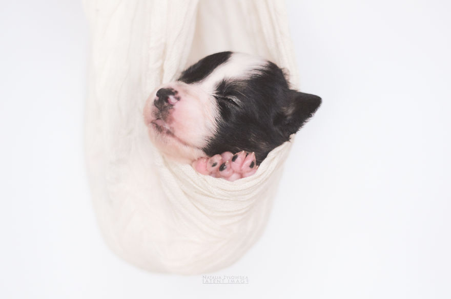Puppies With Wings! I Repeat: Puppies With Wings! Prepare Your Heart To Be Melted