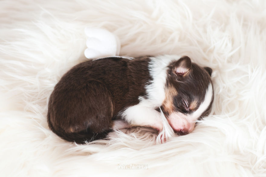 Puppies With Wings! I Repeat: Puppies With Wings! Prepare Your Heart To Be Melted Puppies With Wings! I Repeat: Puppies With Wings! Prepare Your Heart To Be Melted