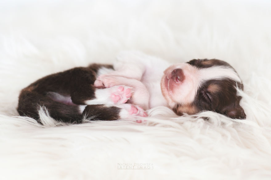 Puppies With Wings! I Repeat: Puppies With Wings! Prepare Your Heart To Be Melted