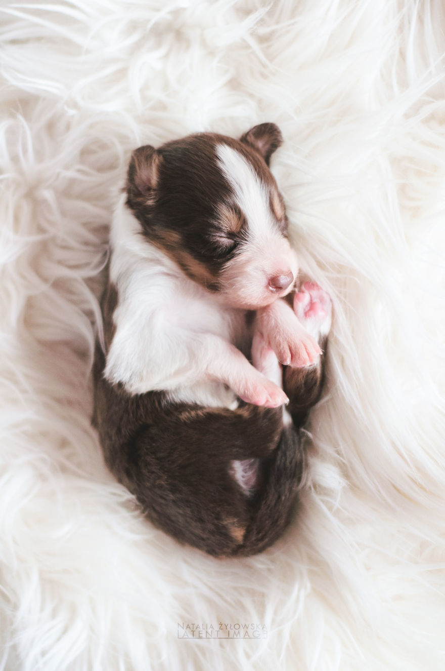 Puppies With Wings! I Repeat: Puppies With Wings! Prepare Your Heart To Be Melted