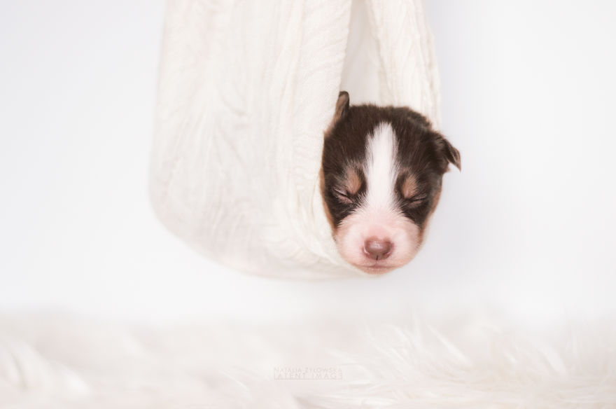 Puppies With Wings! I Repeat: Puppies With Wings! Prepare Your Heart To Be Melted