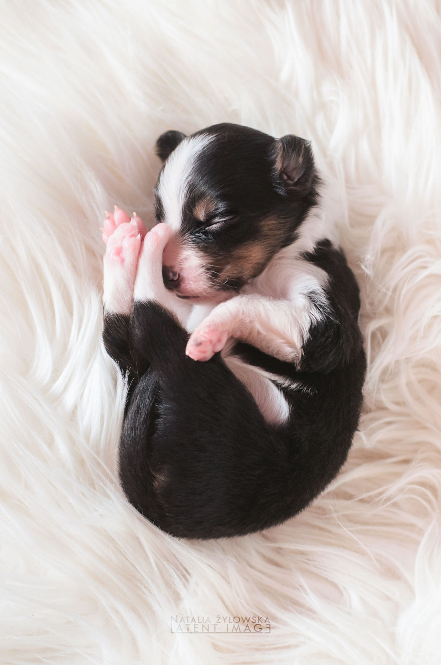 Puppies With Wings! I Repeat: Puppies With Wings! Prepare Your Heart To Be Melted Puppies With Wings! I Repeat: Puppies With Wings! Prepare Your Heart To Be Melted