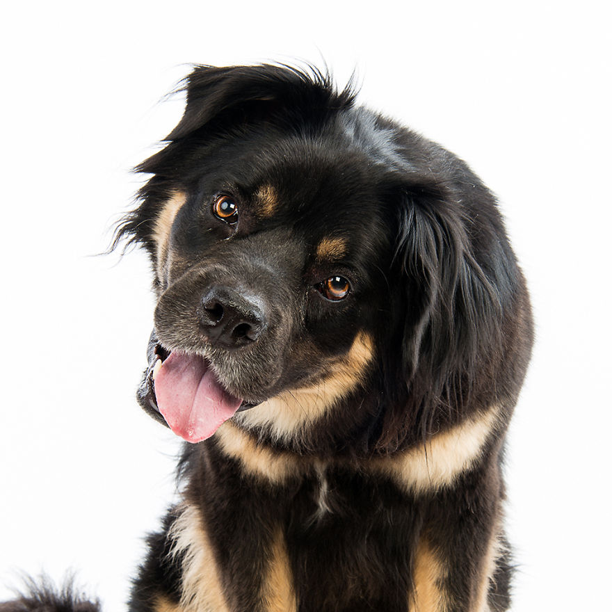 Scooby, So Named Because He Was Scared Of His Own Shadow When His Mom First Met Him, Was Adopted From Sandton Spca As An 8 Month Old Puppy