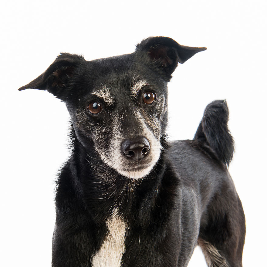 Sam, Known As 'grandpa' At Ark Animal Centre Where He Was Adopted From, Is An Older Gentleman With An Enormous Sense Of Fun
