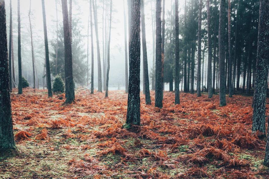 Misty Morning Mood, Franconia, Germany