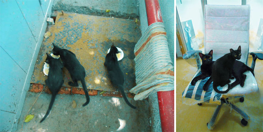 Forster Fail... Adoption Successful!